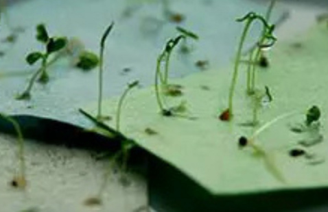 Plantable Paper