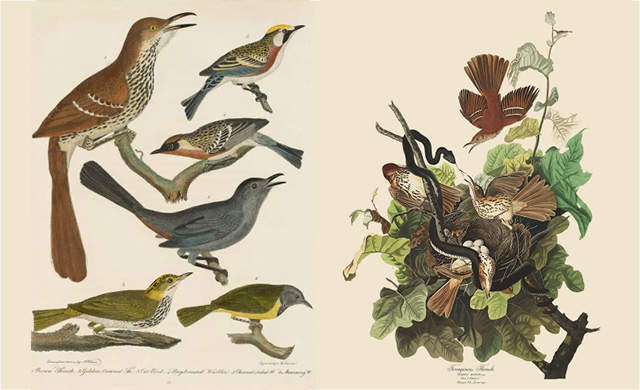 Alexander Wilson and John James Audubon's illustrations of birds