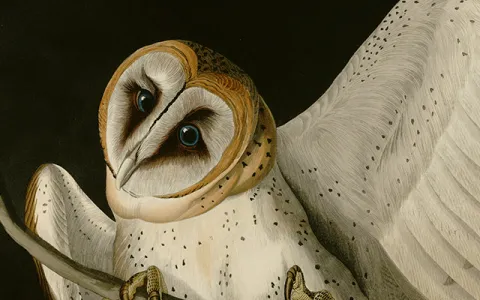 Barn Owl Illustration