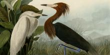 John James Audubon's plate of 2 purple herons.